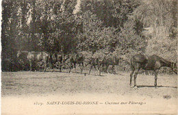 SAINT LOUIS DU RHONE -Chevaux Aux Paturages    (95513) - Saint-Louis-du-Rhône