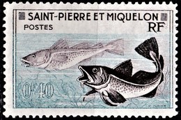 SAINT PIERRE ET MIQUELON    1957       Poissons     Morue    Codfisch      1v. - Ongebruikt