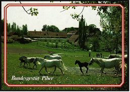 Piber Bundessgestüt Steiermark  -  Lippizianer Zucht- Und Ausbildungsbetrieb  -  Ansichtskarte Ca.1980  (6670) - Schramberg