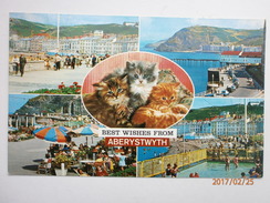 Postcard Aberystwyth  Multiview With Kittens / Cats By Bamforth PU 1973 Good Slogan Cancel My Ref B1916 - Sutherland