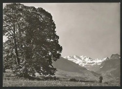 AESCHI BE Die GROSSE LINDE Aeschiallmend Baum Tilia Ca. 1960 - Aeschi Bei Spiez