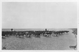 Camargue Tauromachie Gardians Taureaux Chevaux Photo George - Andere & Zonder Classificatie