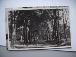 Engeland England  Wiltshire Savernake Forest Grand Avenue - Other & Unclassified