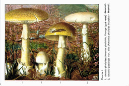 CHAMPIGNON ... PUBLICITE PHARMACEUTIQUE ... AMANITE PHALLOIDE BLANCHE - Mushrooms
