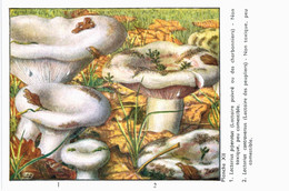 CHAMPIGNON ... PUBLICITE BIPENICILLINE .... LACTAIRE POIVRE - Mushrooms