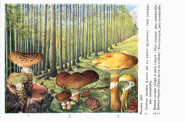 CHAMPIGNON ... PUBLICITE BIPENICILLINE .... LENTIN JOLI - Mushrooms
