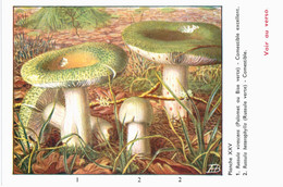 CHAMPIGNON ... PUBLICITE TETRACYNE ... PALOMET ET RUSSULE VERTE - Mushrooms