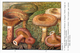 CHAMPIGNON ... PUBLICITE DUVADILAN ... LACTAIRE DELICIEUX ET LACTAIRE A TOISON - Mushrooms