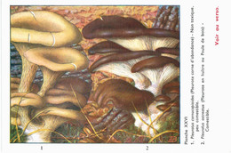 CHAMPIGNON ... PUBLICITE SALAZOPYRINE ... PLEUROTE - Mushrooms