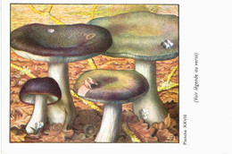 CHAMPIGNON ... PUBLICITE POLYMYXINE B ... RUSSULE CHARBONNIER - Mushrooms