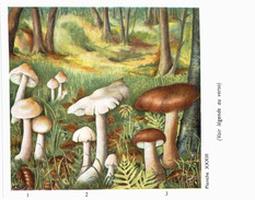 CHAMPIGNON ... PUBLICITE POLYMYXINE B ... TRICHOLOME ET COLOMBETTE - Mushrooms
