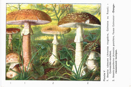 CHAMPIGNON ... PUBLICITE TYZYNE ... AMANITE ROUGEATRE ET AMANITE PANTHERE - Mushrooms