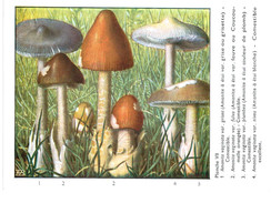 CHAMPIGNON ... PUBLICITE TYZYNE ... AMANITE - Mushrooms