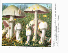 CHAMPIGNON ... PUBLICITE TYZYNE ... AGARIC - Pilze