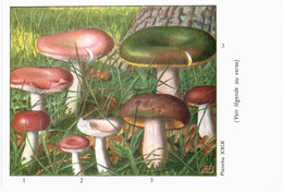 CHAMPIGNON ... PUBLICITE TYZYNE ... RUSSULE - Mushrooms