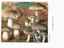 CHAMPIGNON ... PUBLICITE TYZYNE ... TRICHOLOME - Mushrooms