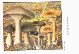 CHAMPIGNON ... PUBLICITE TYZYNE ... CLITOCYBE - Mushrooms