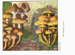 CHAMPIGNON ... PUBLICITE TYZYNE ... ARMILLAIRE DE MIEL ET HYPHOLOME EN TOUFFES - Pilze