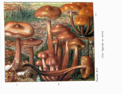 CHAMPIGNON ... PUBLICITE TYZYNE ... COLLYBIE - Mushrooms