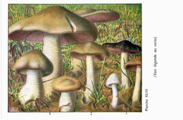 CHAMPIGNON ... PUBLICITE TYZYNE ... ENTOLOME - Mushrooms