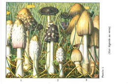 CHAMPIGNON ... PUBLICITE TYZYNE ... COPRIN - Mushrooms