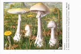 CHAMPIGNON ... PUBLICITE TERRAMYCINE ... AMANITE PRINTANIERE ET ET VIREUSE - Pilze