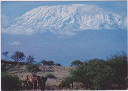 Afrique De L´est,africa,afrika,TANZANIE,TANZANIA,PRES KENYA,KILIMANDJARO,KILIMANJARO,VOLCAN INACTIF,ELEPHANT - Tanzanie