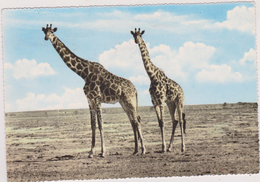 CARTE PHOTO FRANK MOMBASA, KENYA,afrique Est,prés Du Soudan,NAIROBI,GIRAFFE - Kenya