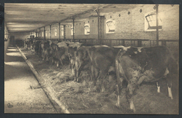 +++ CPA - ACHEL - Abbaye Cistercienne - Etable Des Vaches - Cisterciencer Abdij - Koeistal - Nels  // - Hamont-Achel