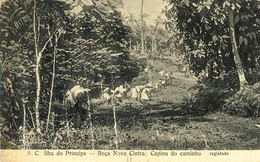 S SÃO TOMÉ - ILHA DO PRINCIPE - Roça Nova Cintra - Capina Do Caminho - Sao Tome And Principe