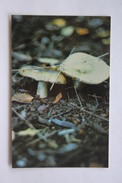 From MUSHROOMS Set  - Rússula -  Mushroom - Old Postcard - - Champignon 1990 - Pilze