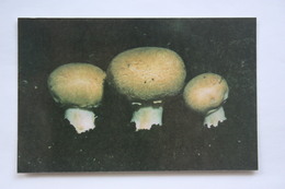 From MUSHROOMS Set  - Agaricus -  Mushroom - Old Postcard - - Champignon 1990 - Pilze