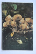 From MUSHROOMS Set  - Armillaria Mellea -  Mushroom - Old Postcard - - Champignon 1990 - Pilze