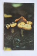 From MUSHROOMS Set  - Cantharellus -  Mushroom - Old Postcard - - Champignon 1990 - Pilze