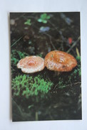 From MUSHROOMS Set  - Lactarius -  Mushroom - Old Postcard - - Champignon 1990 - Pilze