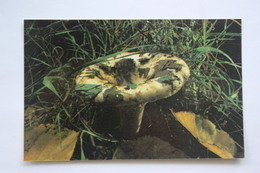 From MUSHROOMS Set  - Lactarius Resimus -  Mushroom - Old Postcard - - Champignon 1990 - Pilze