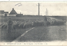 PAS DE CALAIS - 62 - SANGATTE -  Route De Sangatte - Les Près Salés Avec Troupeau De Moutons - Sangatte