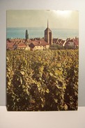 DANS LES VIGNES DE  SAINT- BLAISE    -  ( Pas De Reflet Sur L'original ) - Saint-Blaise