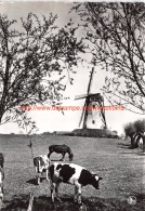 De Molen - Damme - Damme