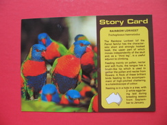 Story Card.RAINBOW LORIKEET - Outback