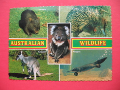 AUSTRALIAN WILDLIFE:Koala,Wombat,Kangaroo,Echidna,Platypus - Outback