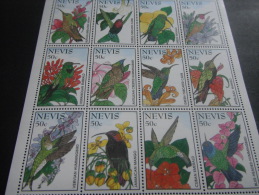 Nevis -Birds - Spechten En Klimvogels