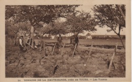 37 - BEAUMONT LA RONCE - DOMAINE DE LA HAUTE BARDE  - CULTURE DE LA VIGNE  VIGNERON  PAYSAN - Beaumont-la-Ronce