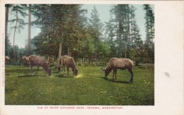 Washington Tacoma Elk At Point Defiance Park - Tacoma
