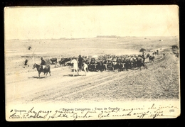 Uruguay - Escenas Campestres-Tropa De Ganado / Year 1901 / Postcard Circulated, 2 Scans - Uruguay