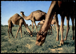 ÄLTERE POSTKARTE CAMELS SAUDI ARABIA SAUDI-ARABIEN Kamele Kamel Chameau Ansichtskarte Postcard AK Cpa - Arabie Saoudite