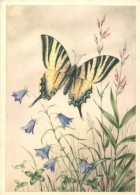 ** 4 Db RÉGI Virág Motívumos Képeslap, Pillangók / 4 Pre-1945 Flower Motive... - Ohne Zuordnung