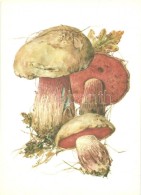 ** * 33 Db FÅ‘leg MODERN Gomba Motívumlap / 33 Mostly Modern Mushroom Motive Cards - Non Classés