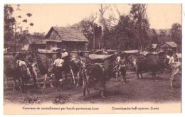 (Laos) 006, Caravane De Ravitaillement Par BÂœufs Porteurs Au Laos - Laos