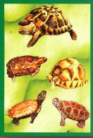 Tortues : Multi Vues - Turtles